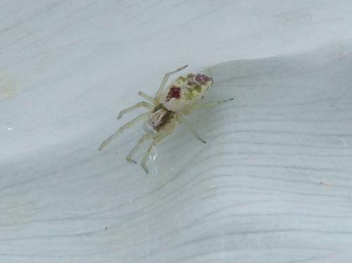 Nigma puella